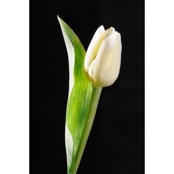 Paramit - Tulipán bíložlutý 40 cm
