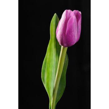 Paramit - Tulipán sv. fialový 40 cm