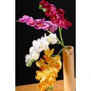 Paramit - Orchidej 50 cm