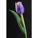 Paramit - Tulipán světle fialový s bílými konci 40 cm