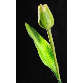 Paramit - Tulipán zelený 40 cm